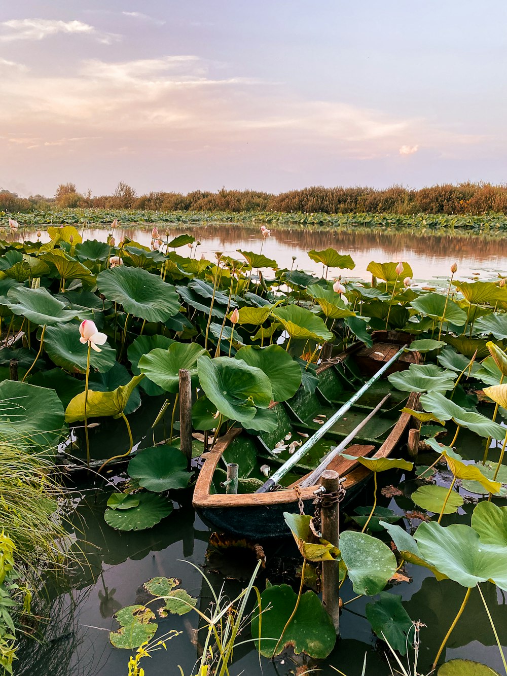 a boat in a body of water surrounded by lily pads