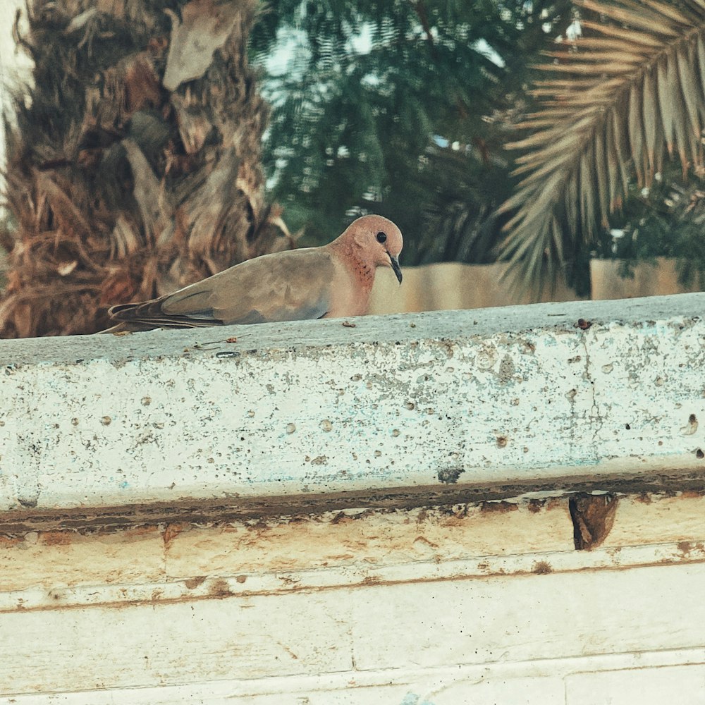a bird sitting on a ledge next to a palm tree