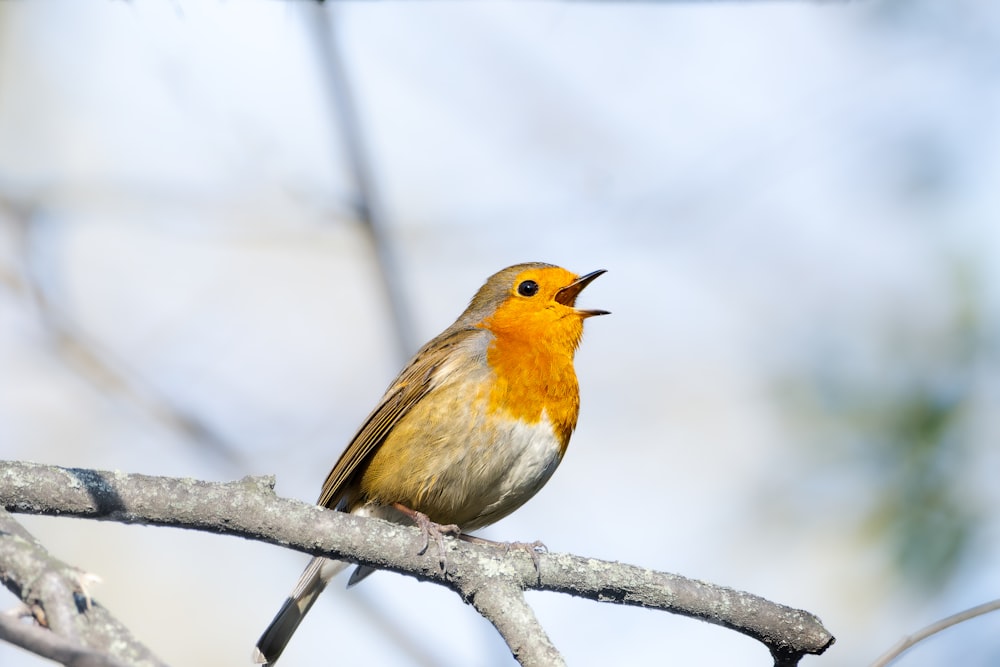 a small bird sitting on top of a tree branch