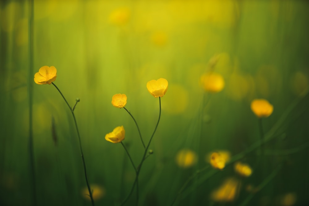 a bunch of yellow flowers that are in the grass