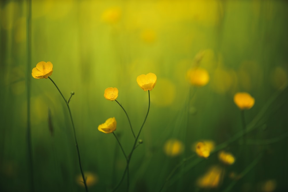 풀밭에 있는 노란 꽃 한 다발