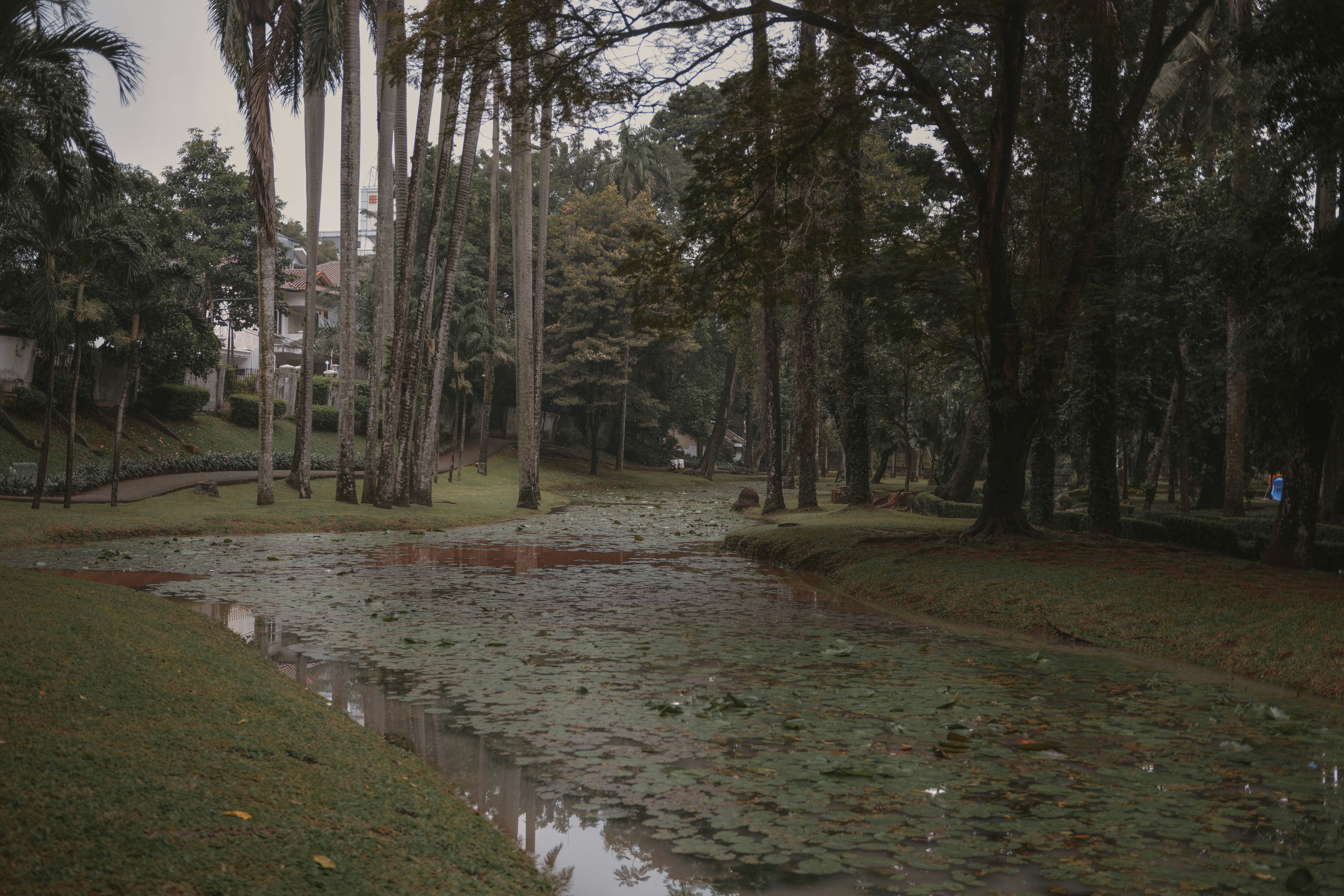 a small pond surrounded by trees in a park