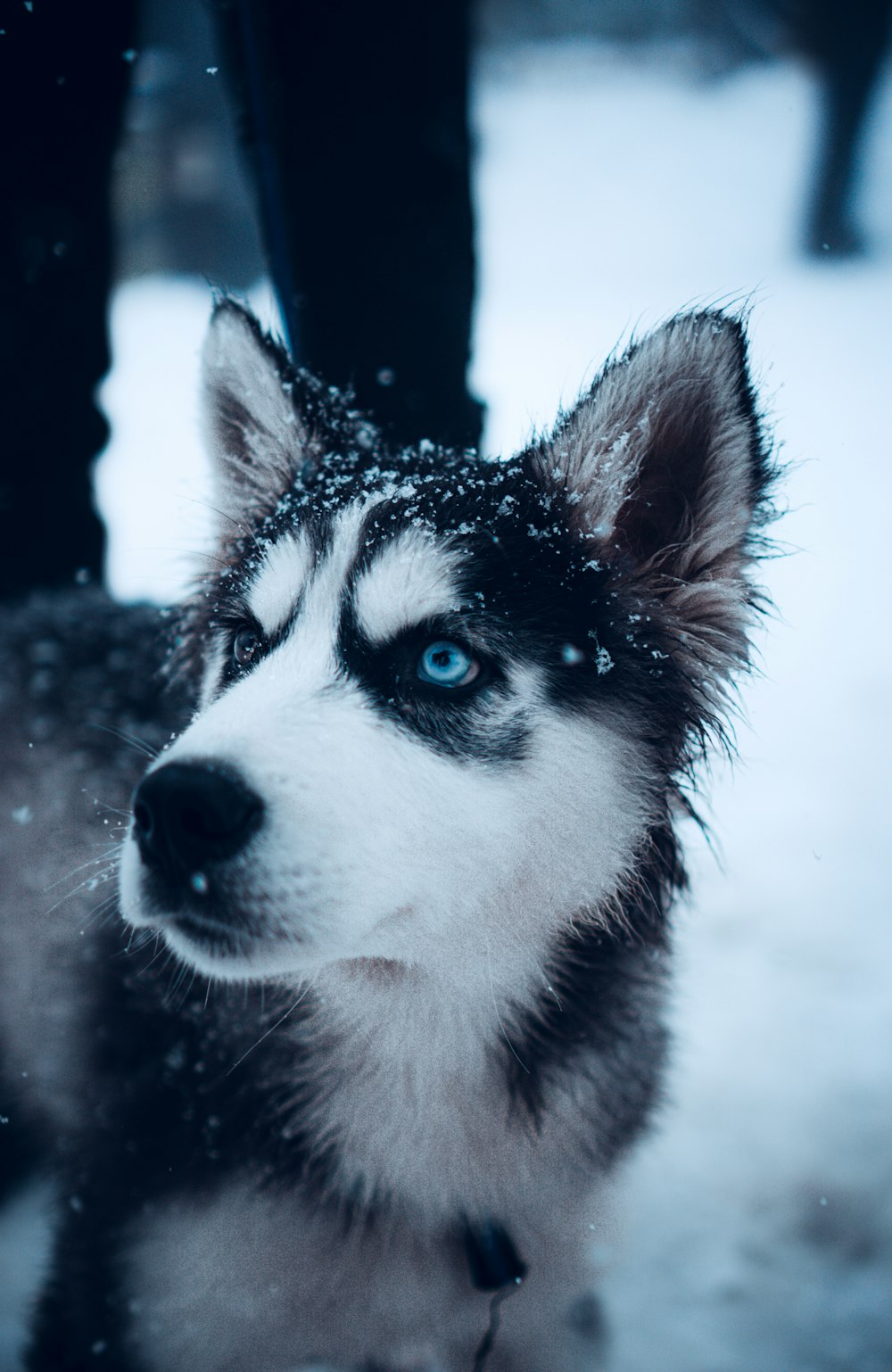 a husky dog with blue eyes standing in the snow