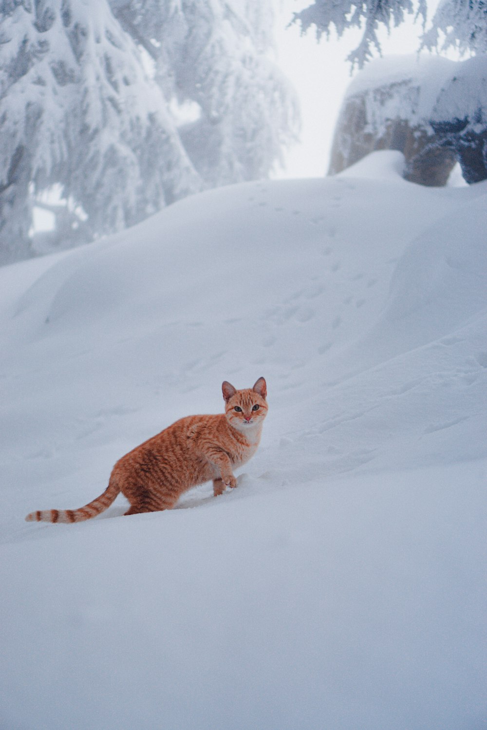 an orange and white cat walking in the snow