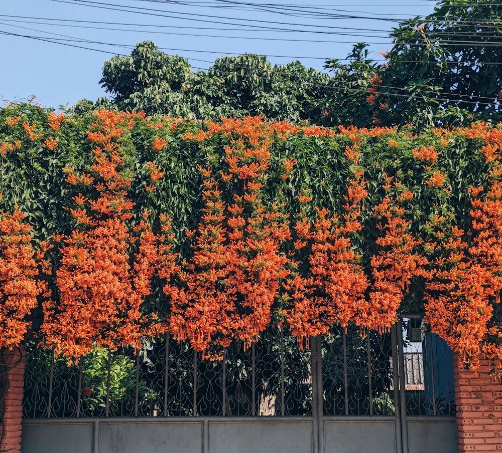 orange flowers growing on the side of a building