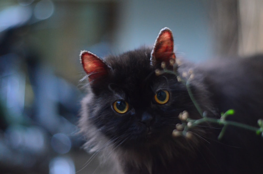 a close up of a cat with a plant in its mouth