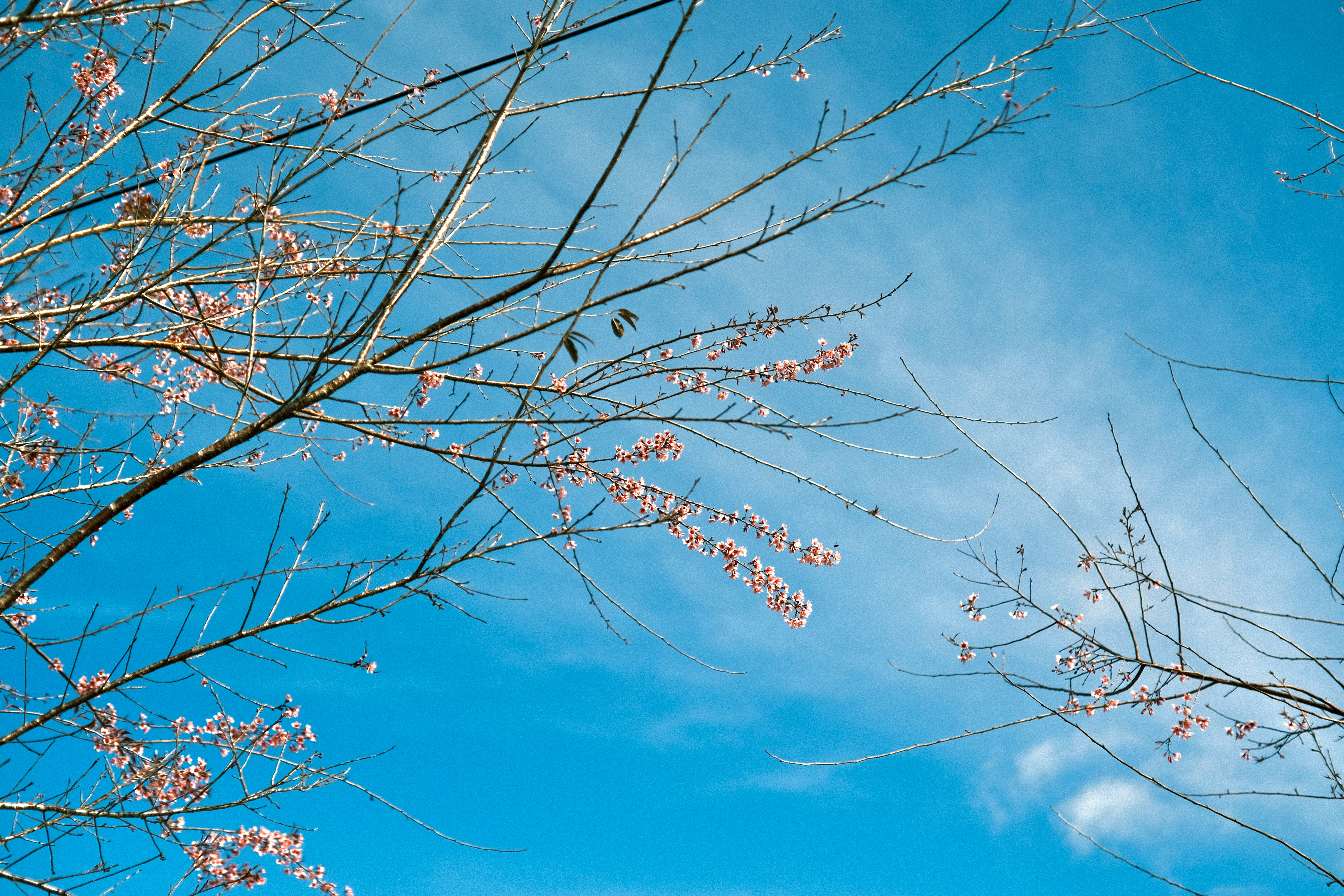 Photo by dvhoang2106