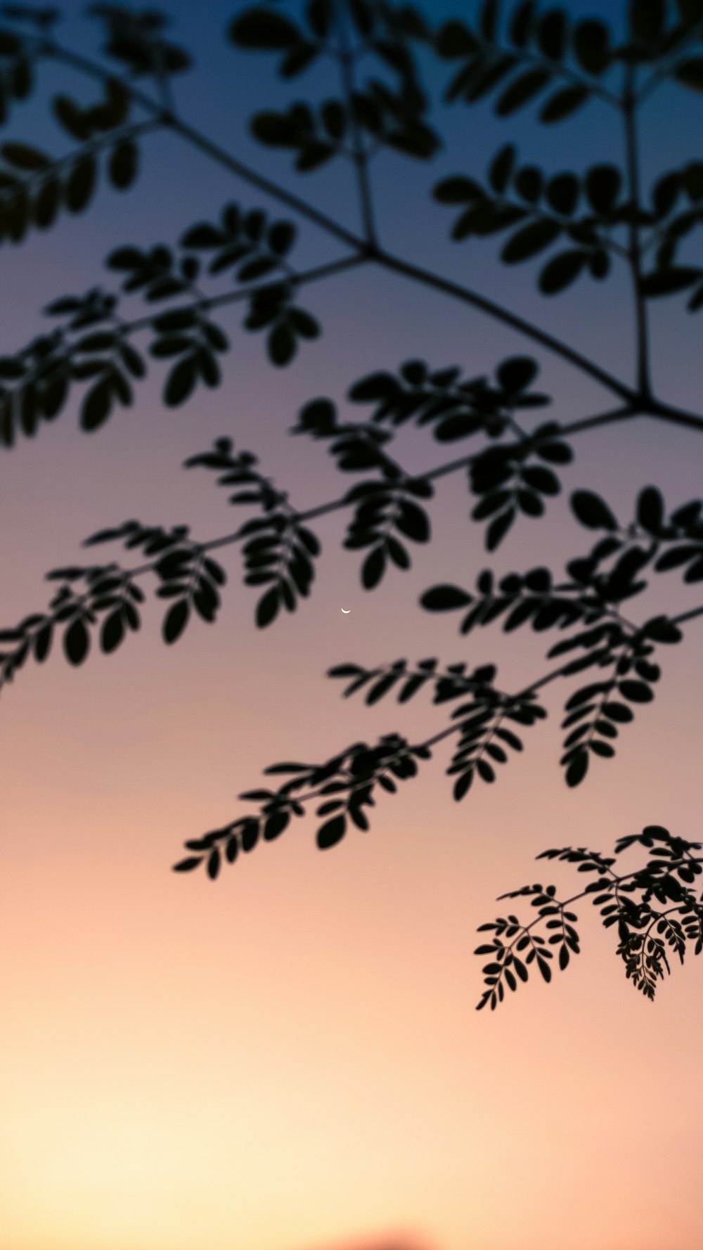 the silhouette of a tree branch against a sunset sky