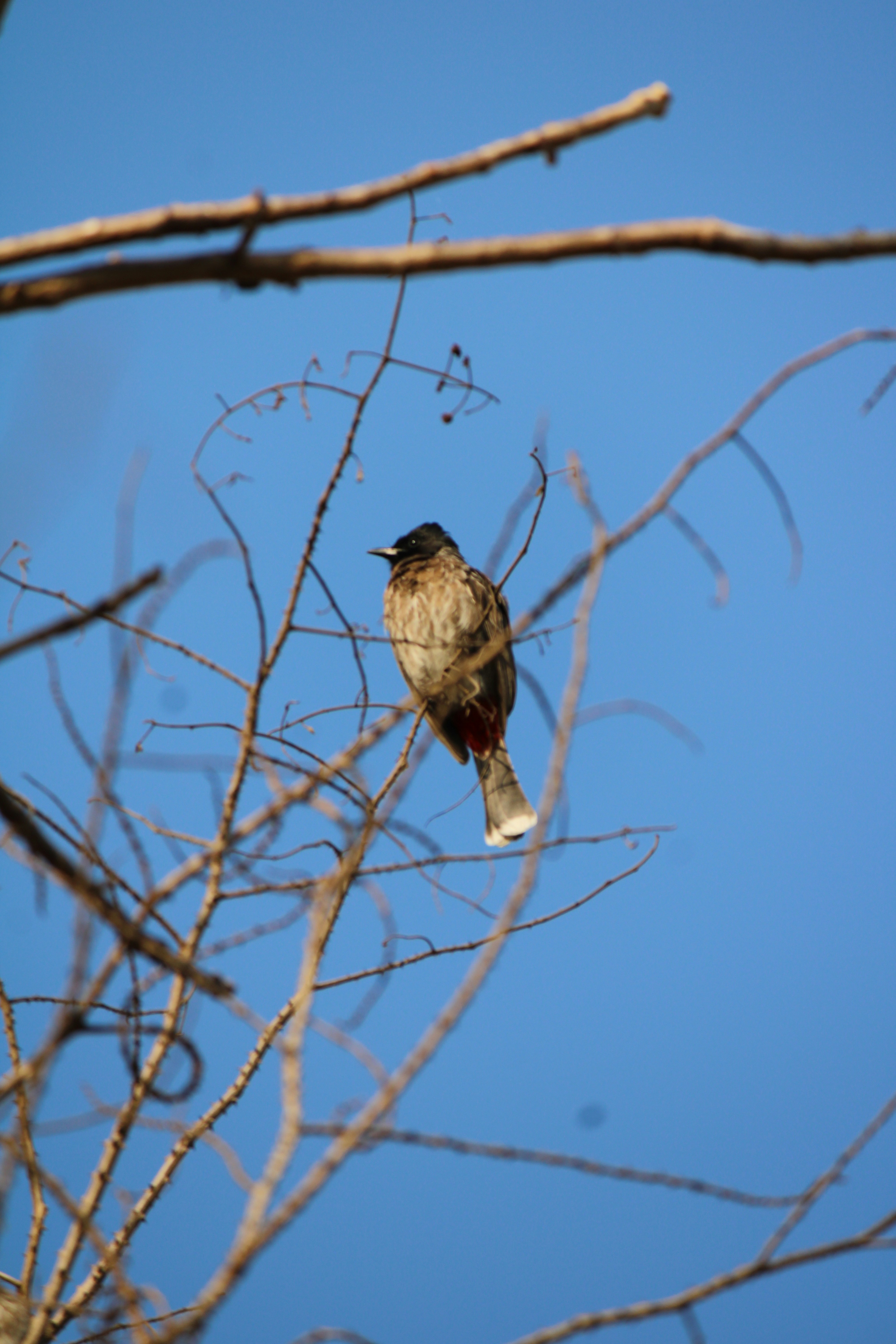 Photo by prathamesh28