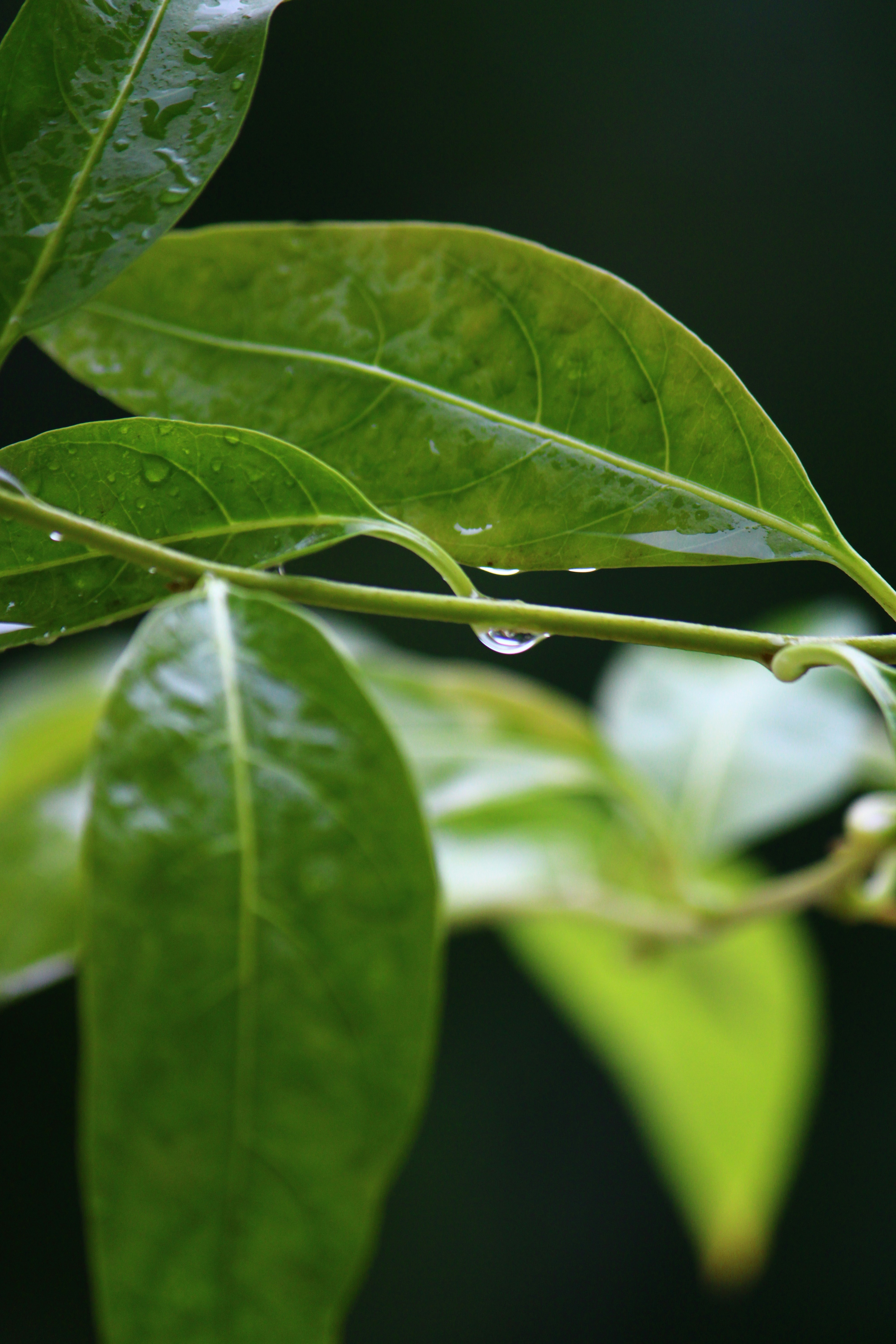 Photo by prathamesh28