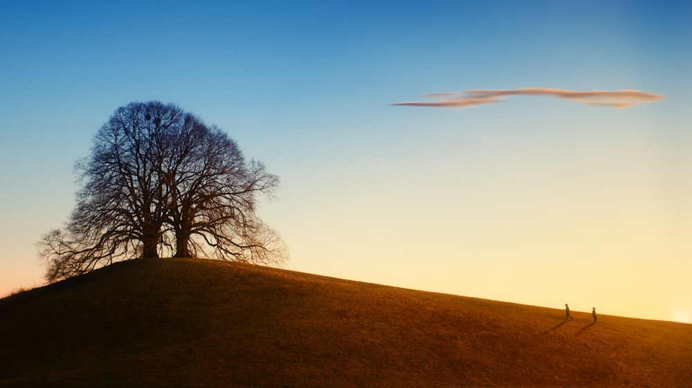 a lone tree on a hill at sunset