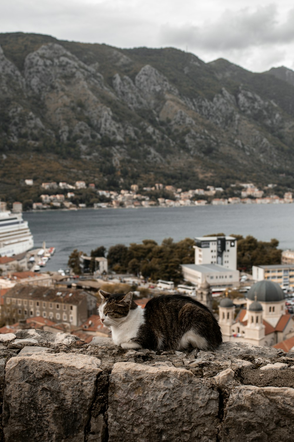 a cat sitting on top of a stone wall