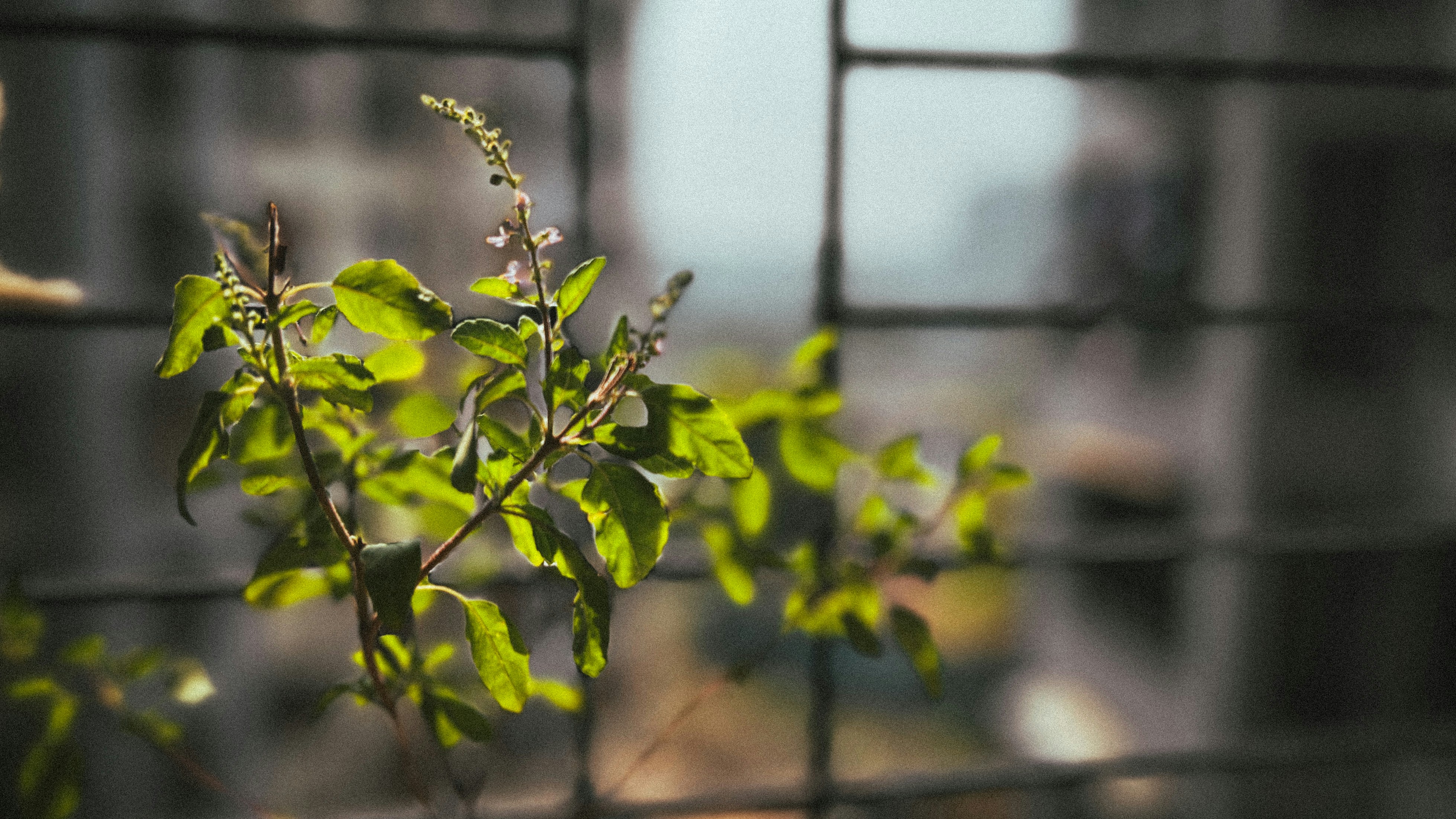 Photo by wondereggperson