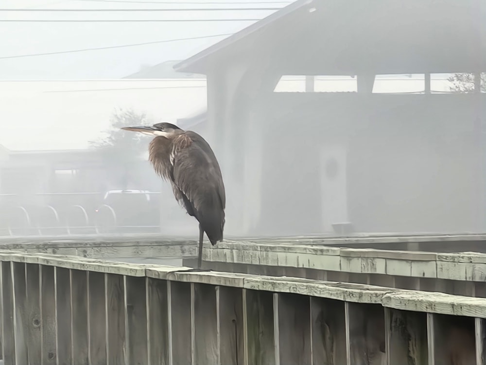 a large bird standing on top of a wooden fence