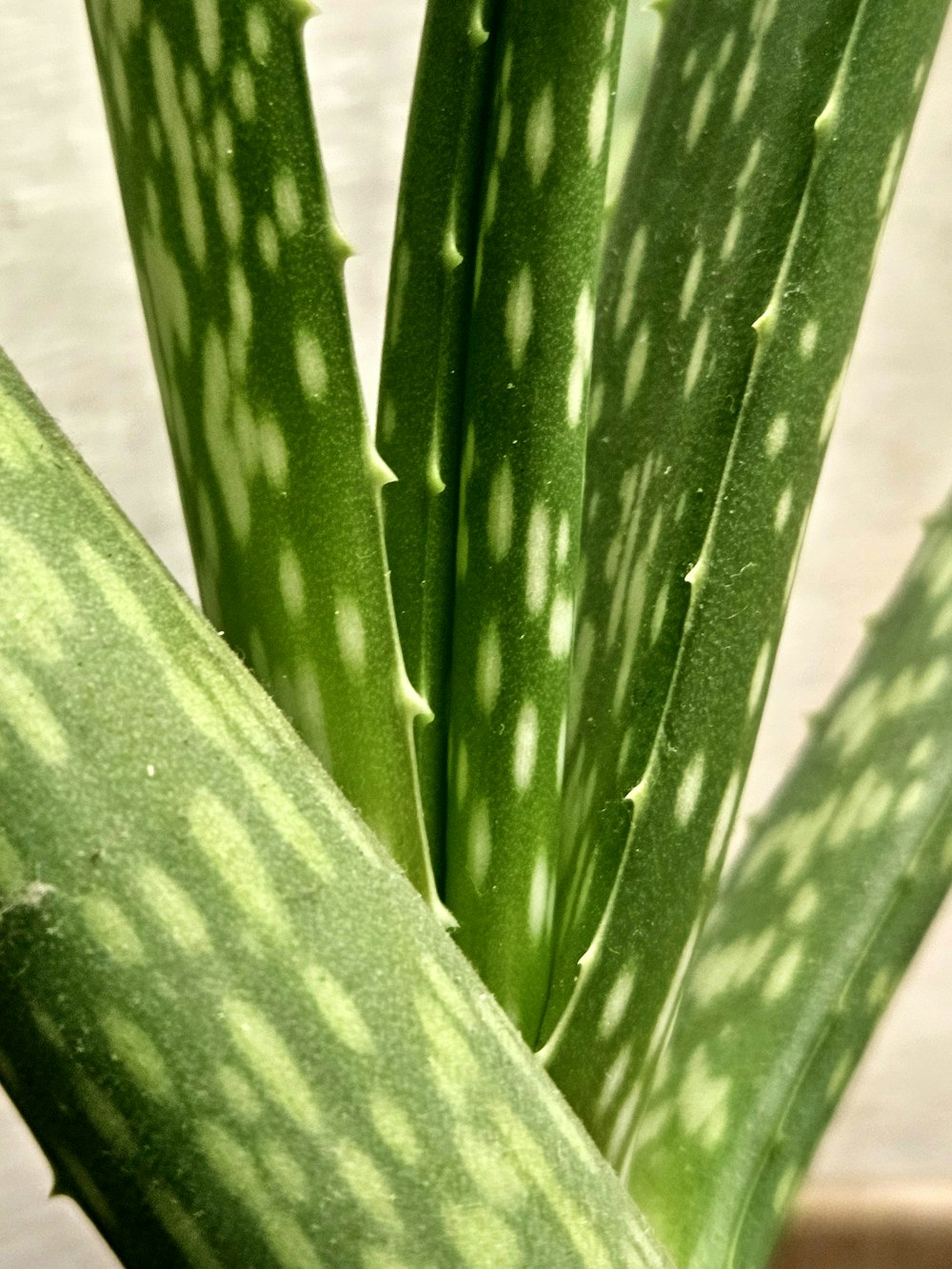 a close up of a green plant with spots on it