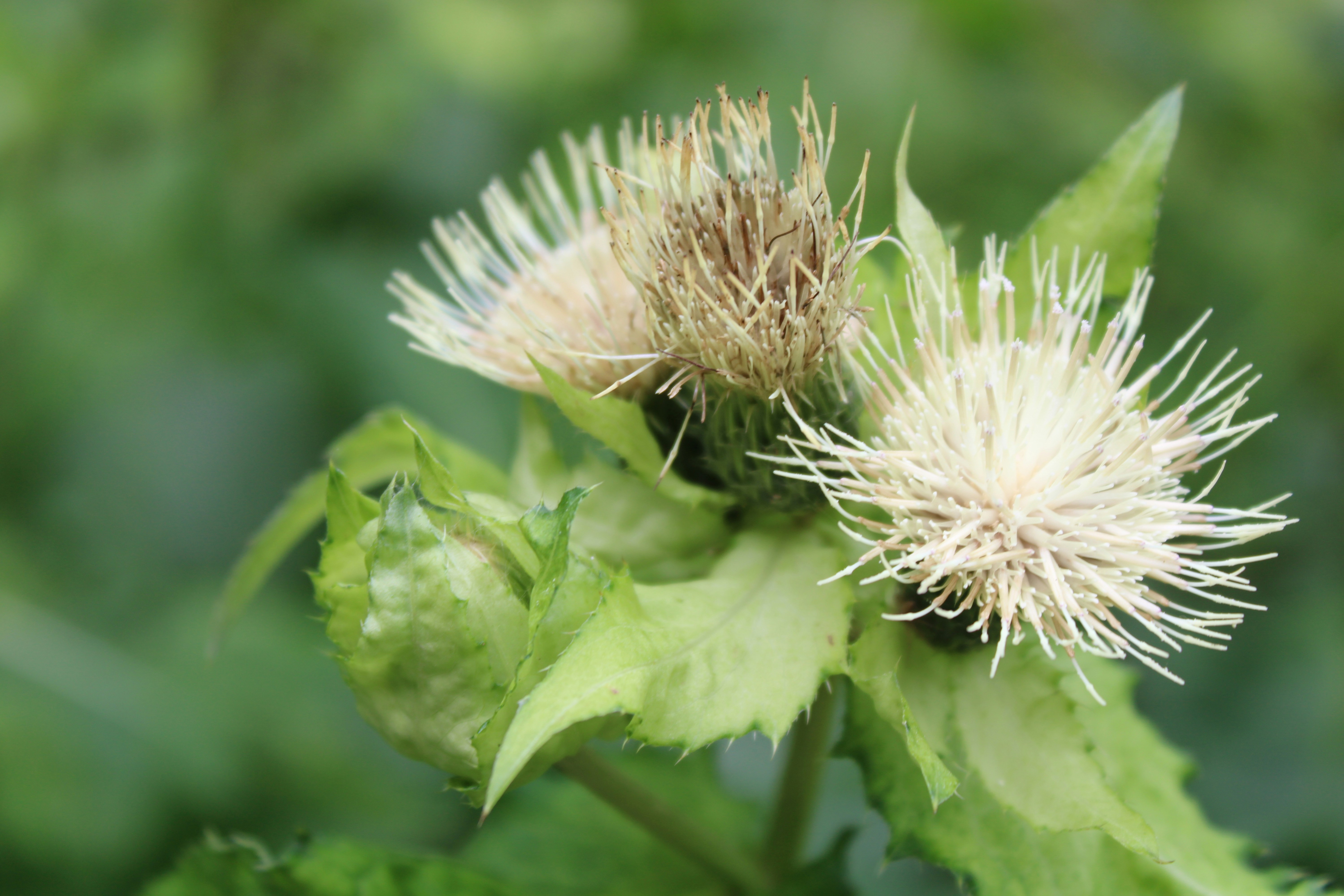 Photo by thorai9akira