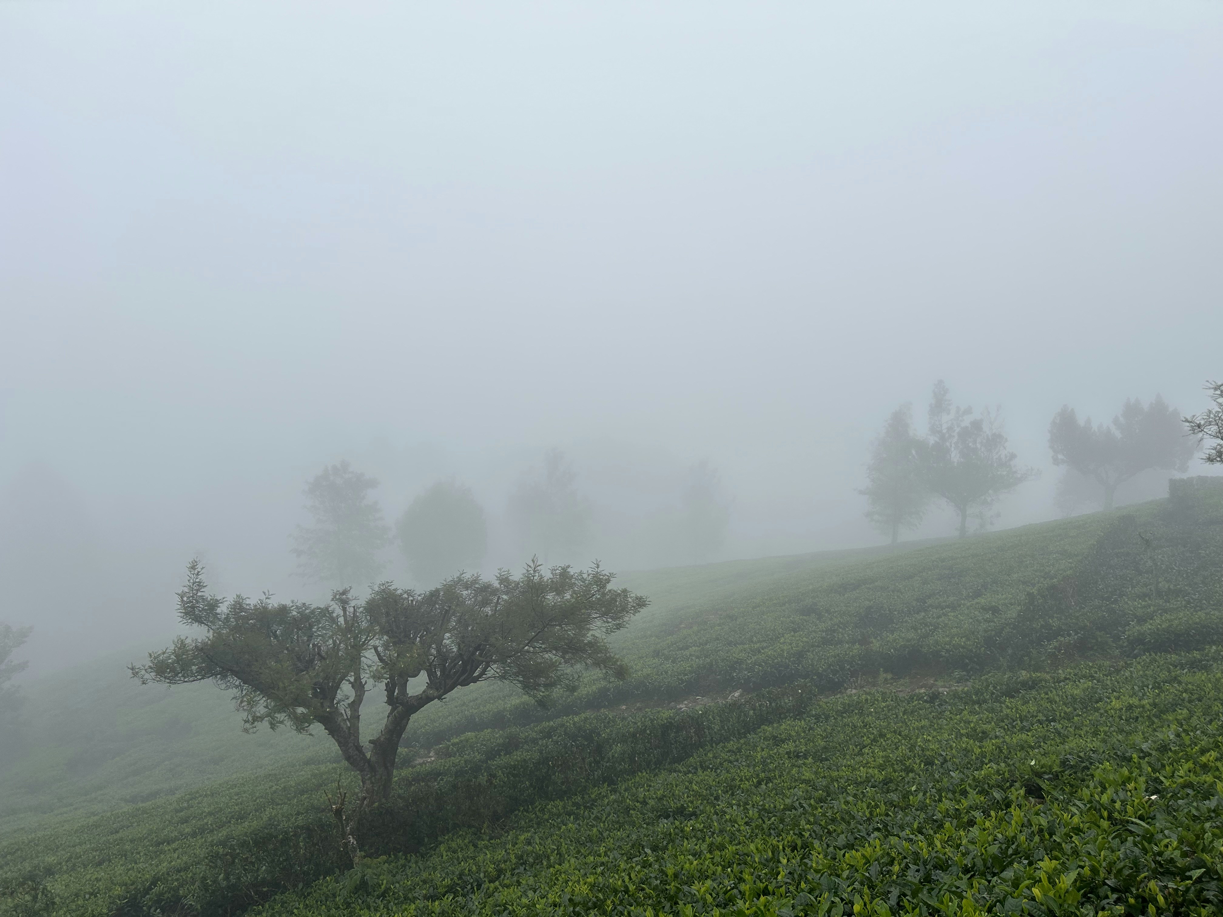 Nuwara Eliya