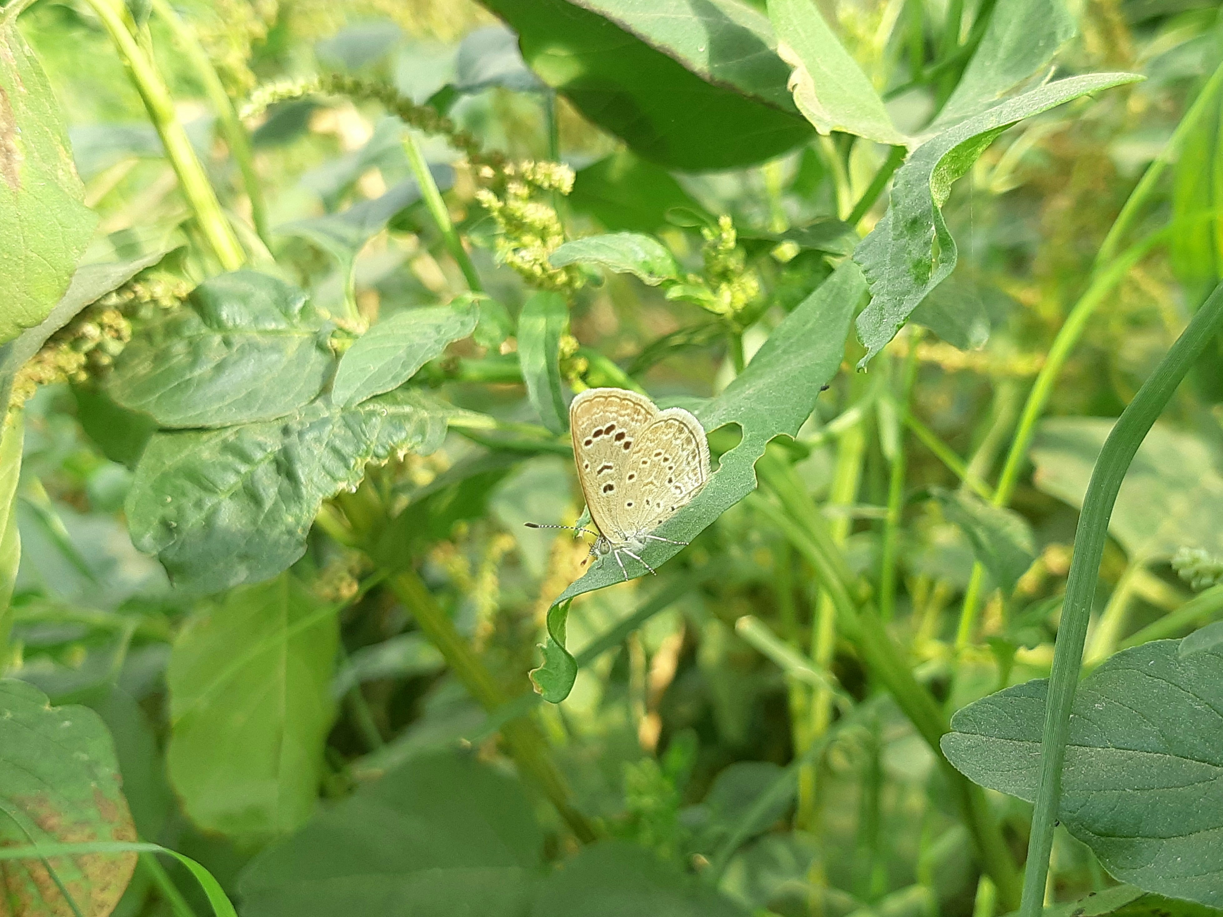 a butterfly sitting on a leaf in a field, Small grass blue butterfly