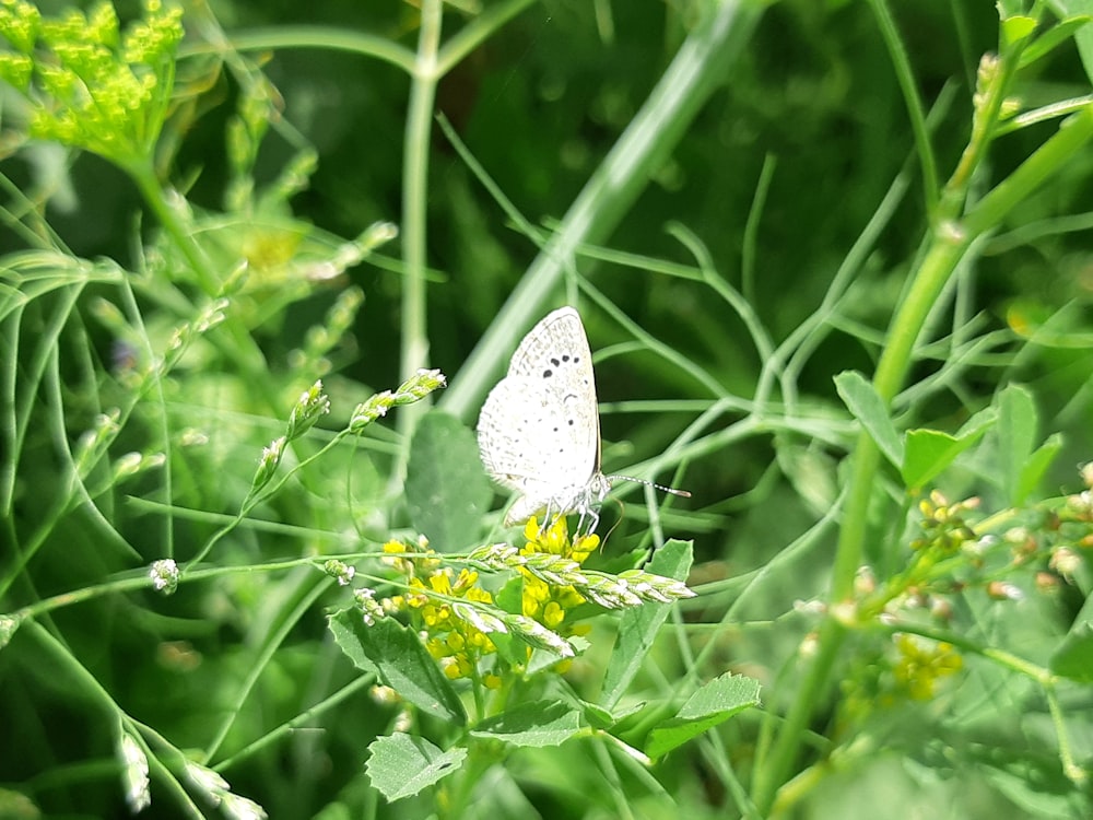 uma borboleta branca sentada em cima de uma planta verde