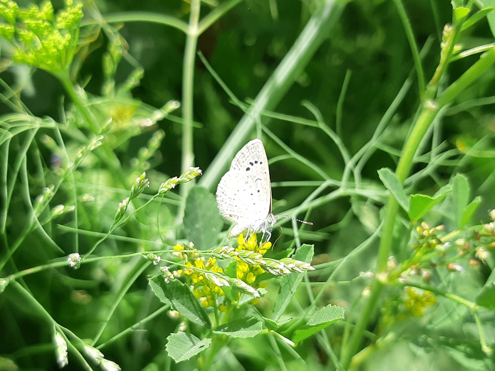 a white butterfly sitting on top of a green plant