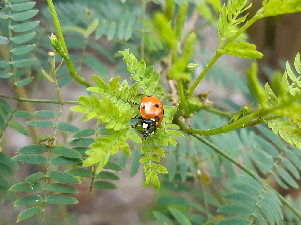 a lady bug sitting on top of a green plant