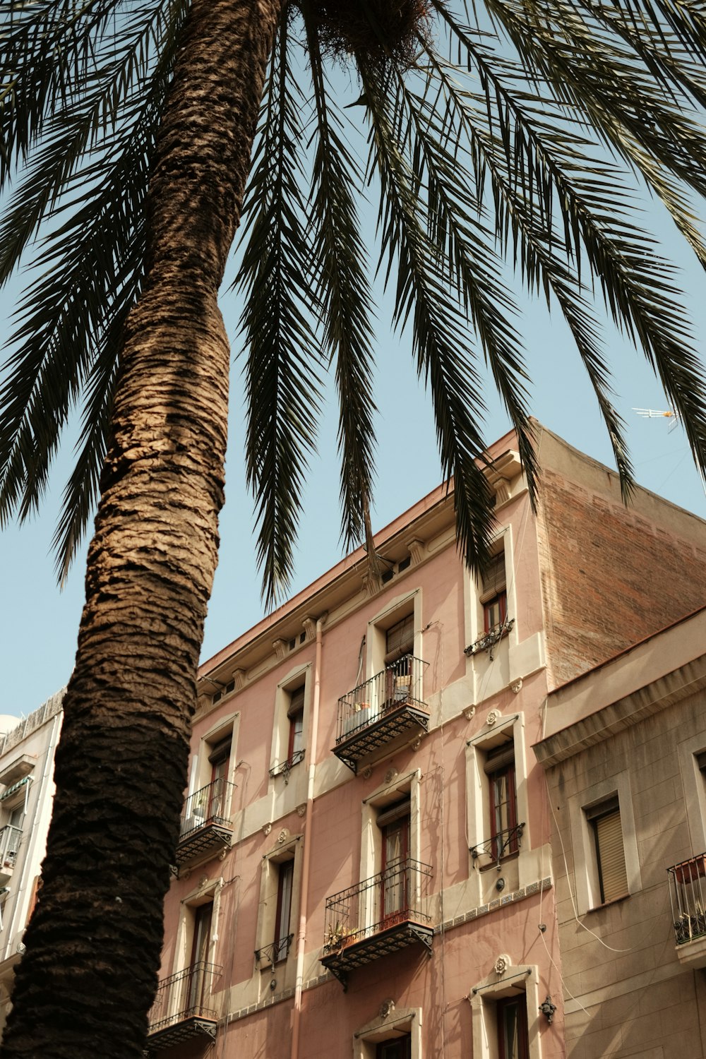 a tall palm tree in front of a building