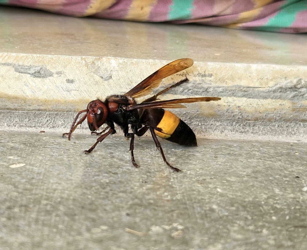 a close up of a bee on the ground
