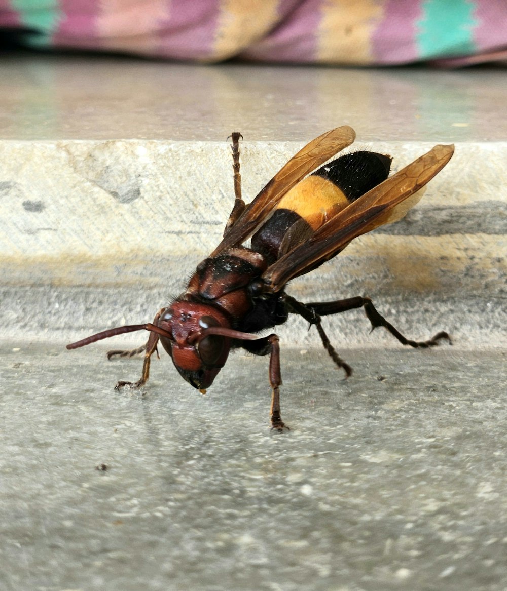 a close up of a bug on the ground