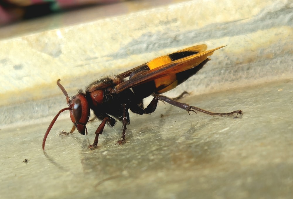 a close up of a bug on a surface