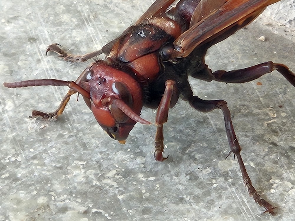 a close up of a bug on the ground