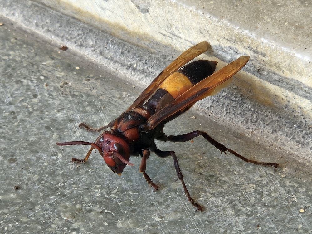 a close up of a bug on the ground