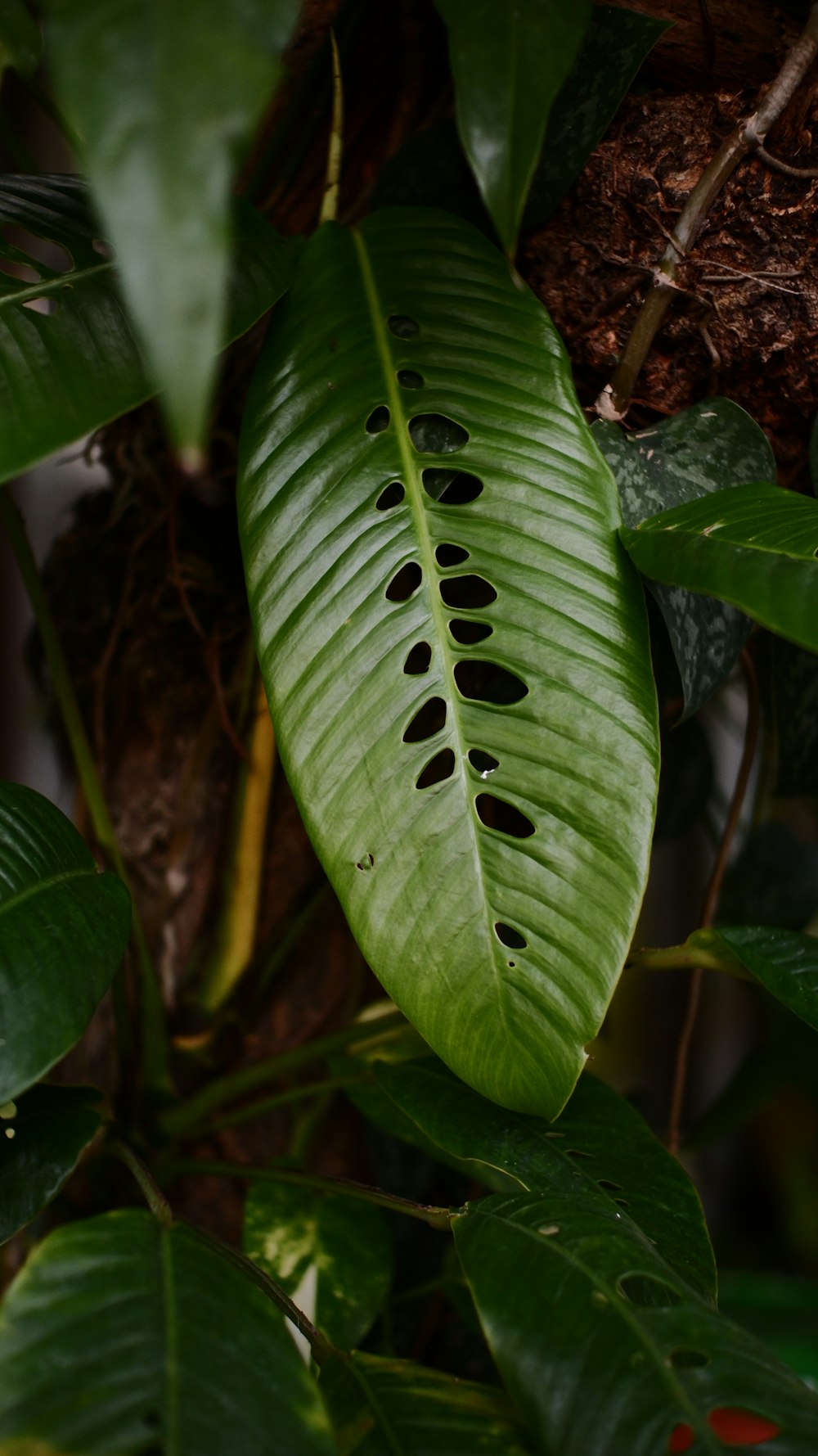 a large green leaf with holes in it