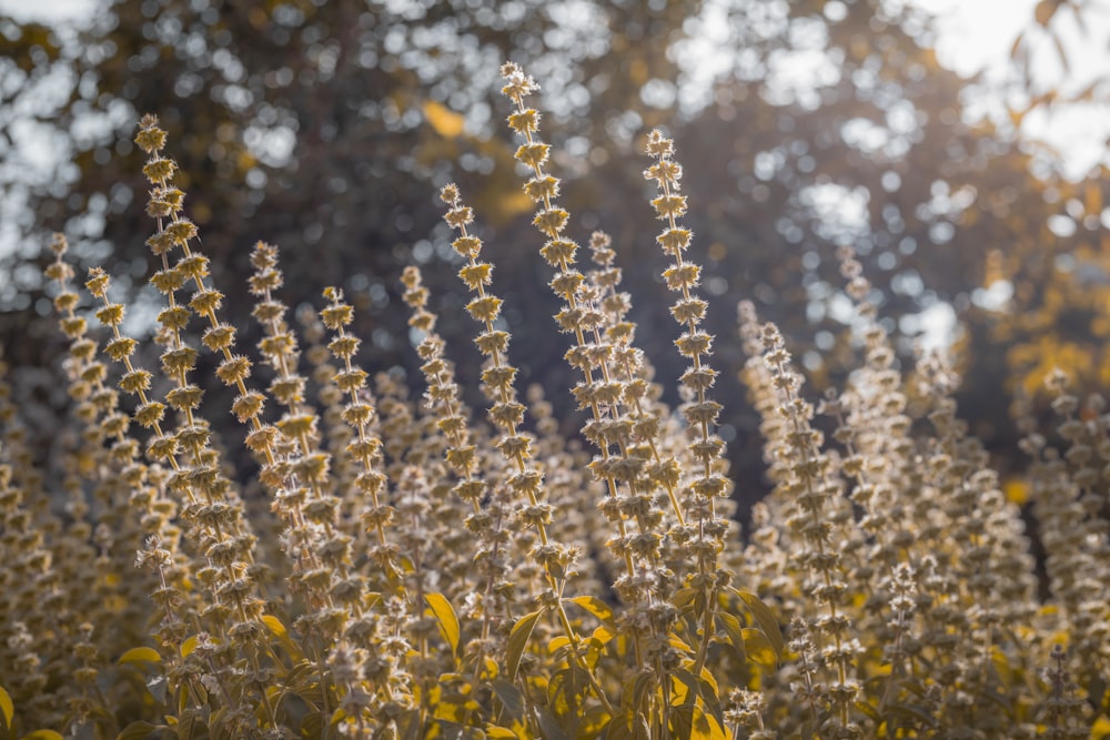 a bunch of flowers that are in the grass