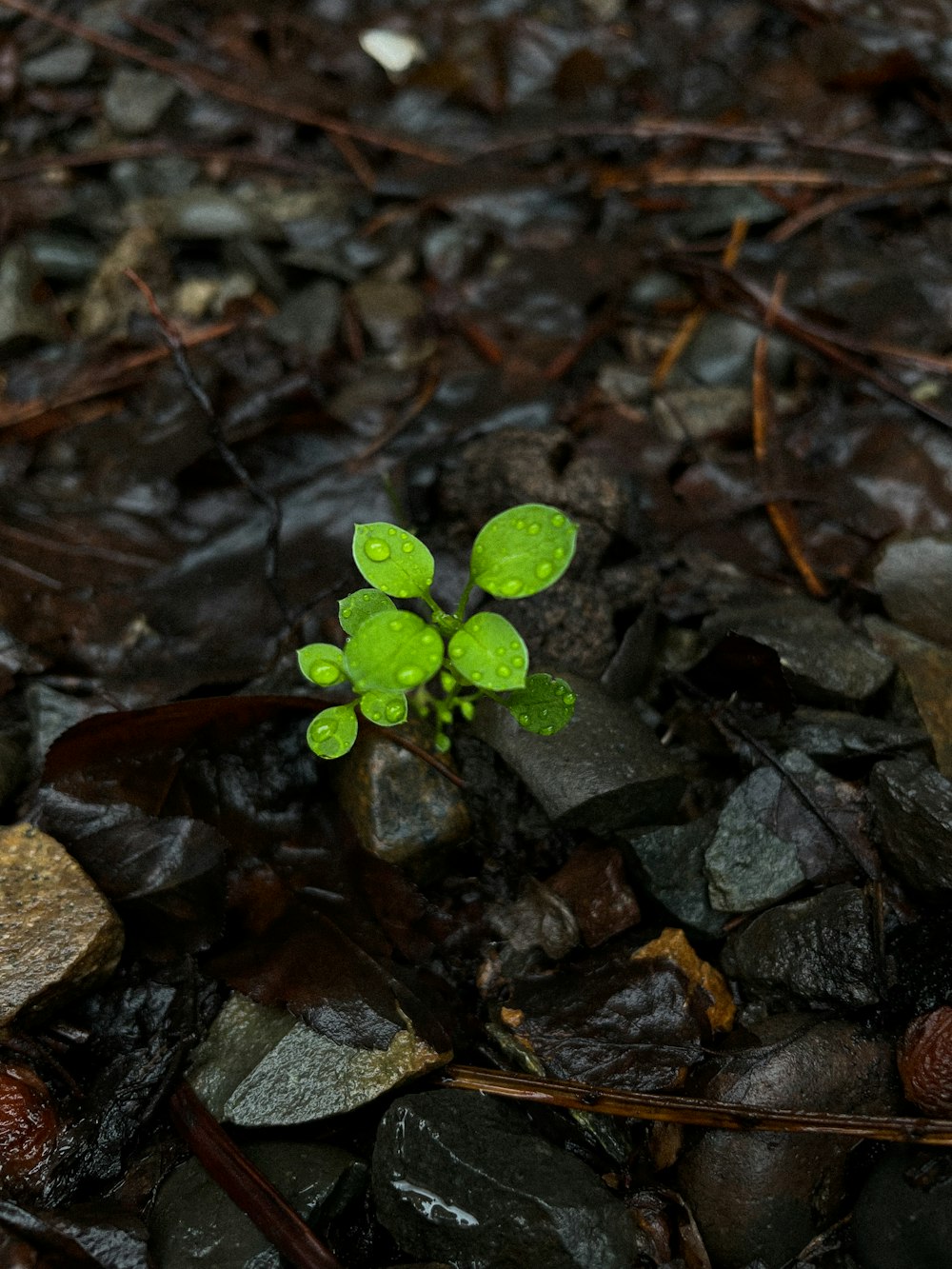 a small green plant sprouts out of some rocks