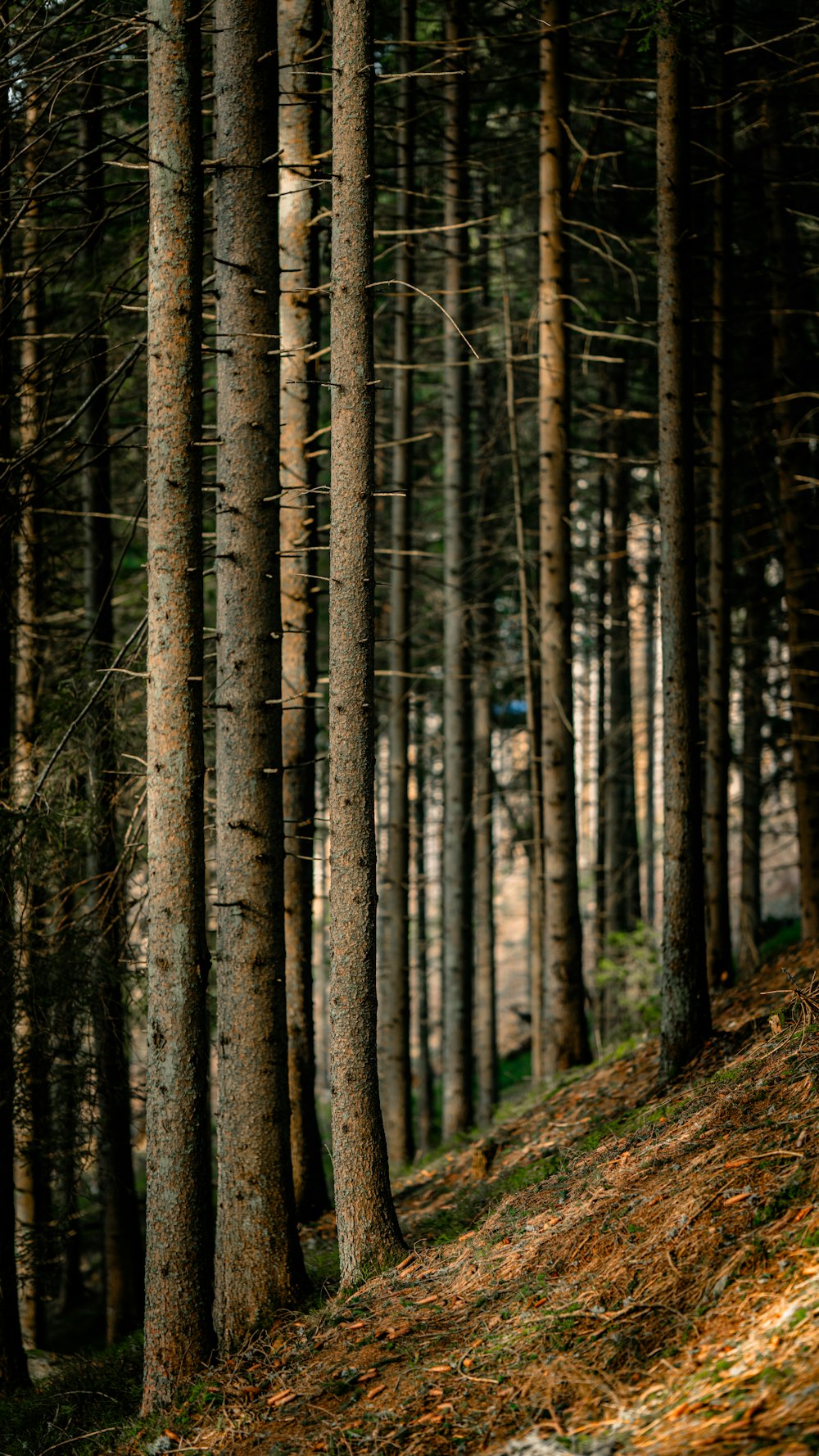 a person riding a bike down a hill in the woods