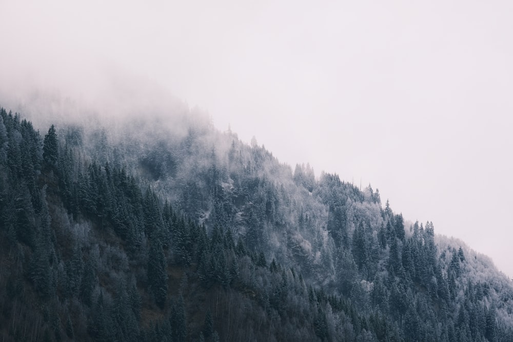 una montagna coperta di nebbia e alberi in una giornata nuvolosa