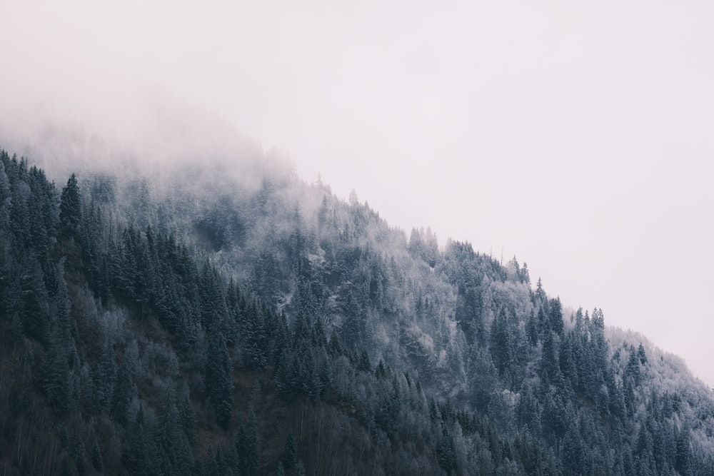 a mountain covered in fog and trees on a cloudy day