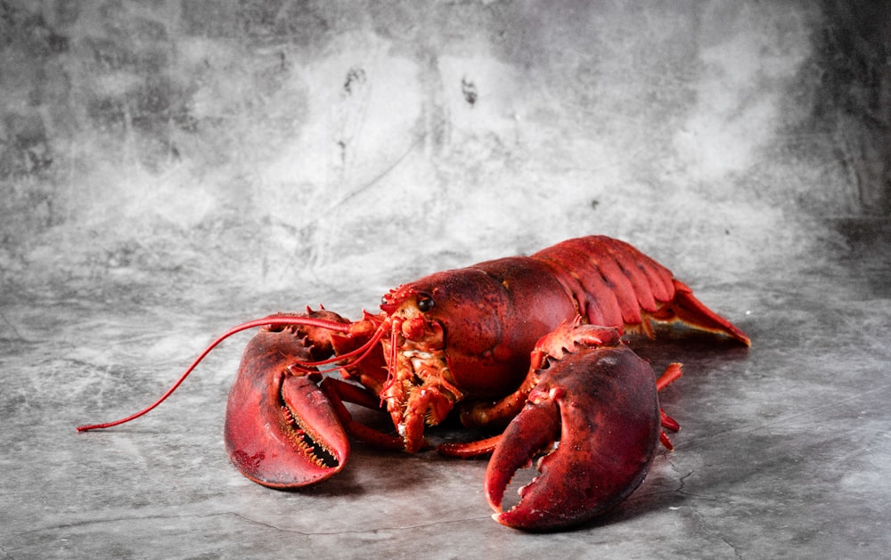 a dead lobster on a gray background