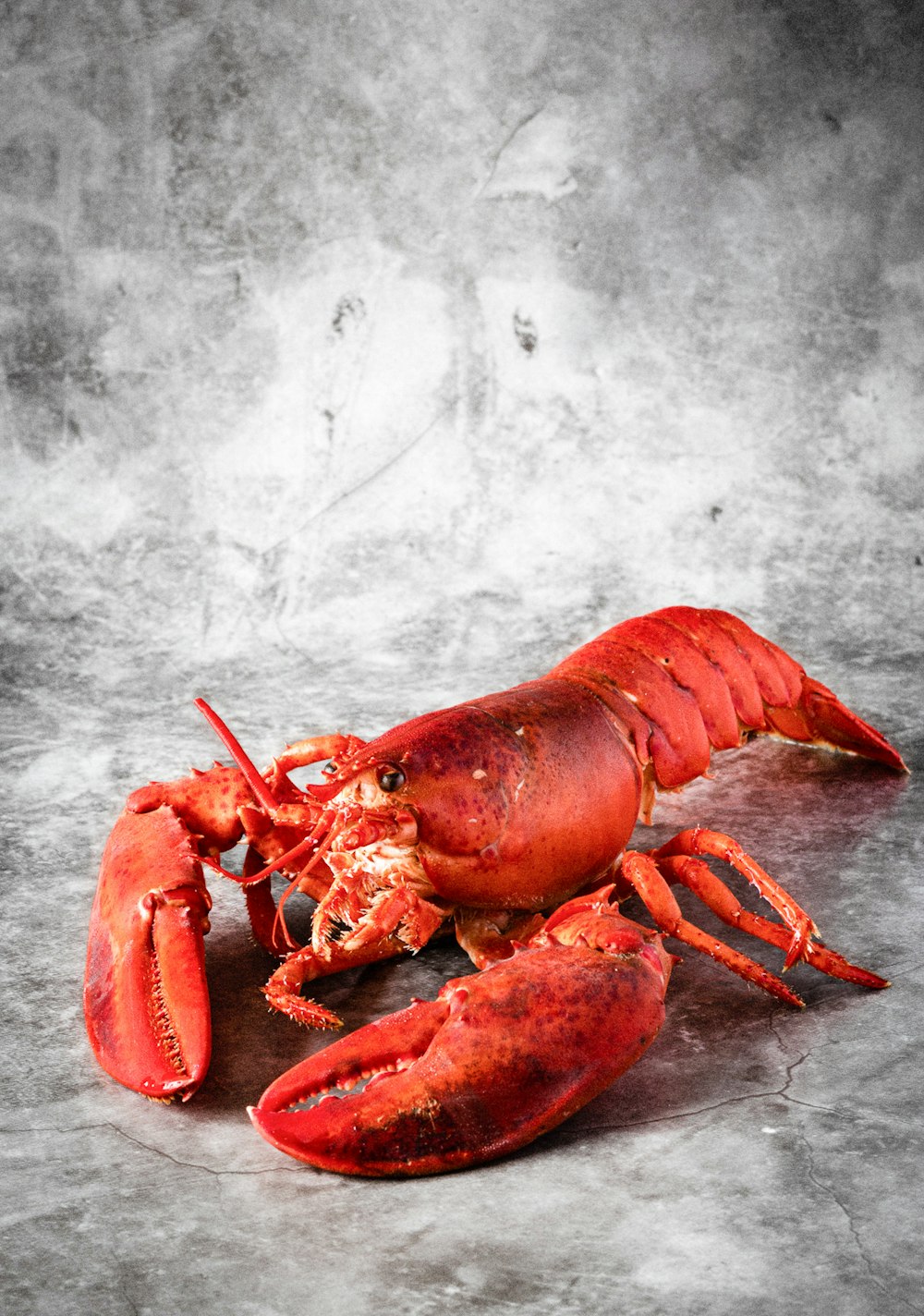 uma lagosta cozida em um fundo cinza