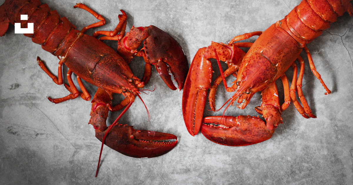 Hommards Un couple de homards posés sur une table photo – Image gratuite de ...