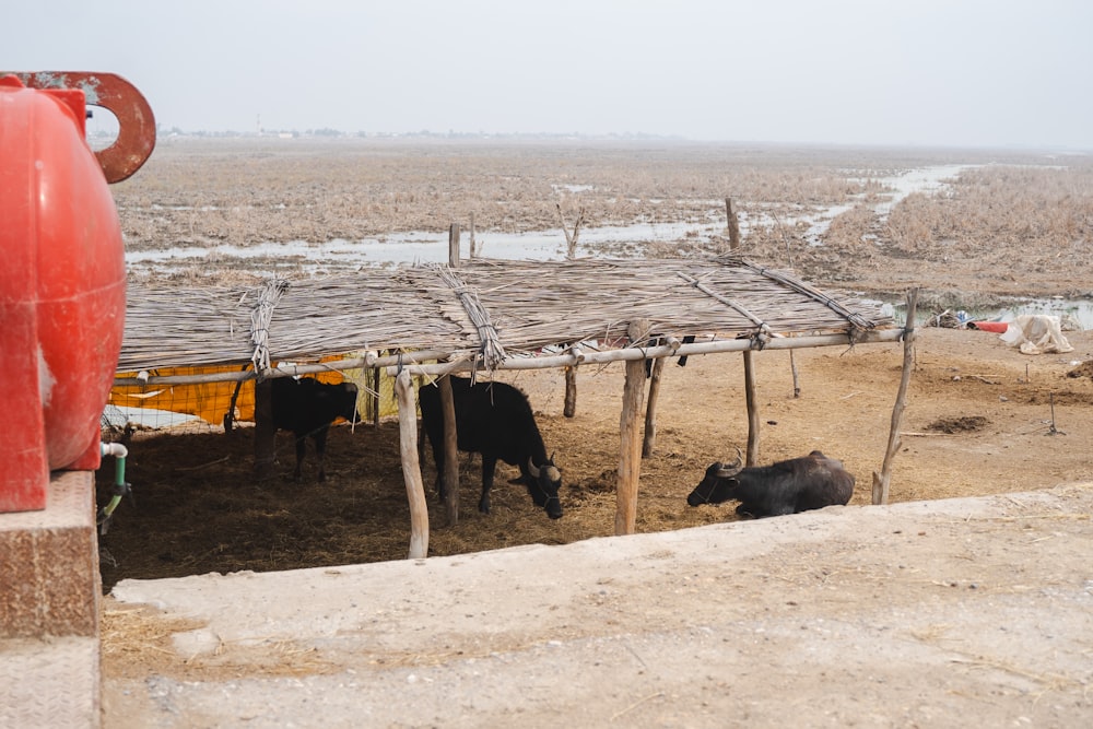 a couple of cows that are standing in the dirt