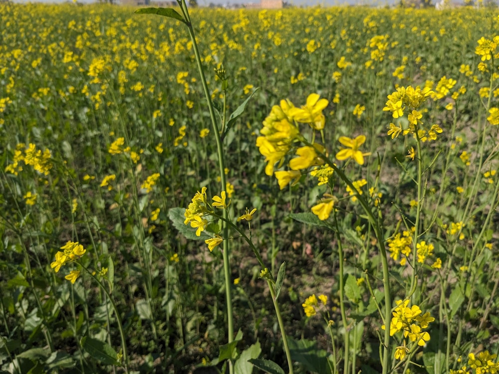 a field full of yellow flowers with a building in the background