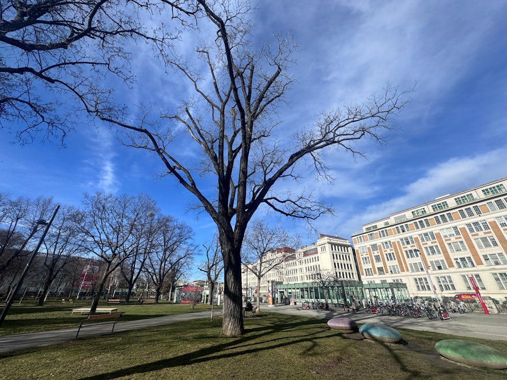 a tree in a park with a building in the background