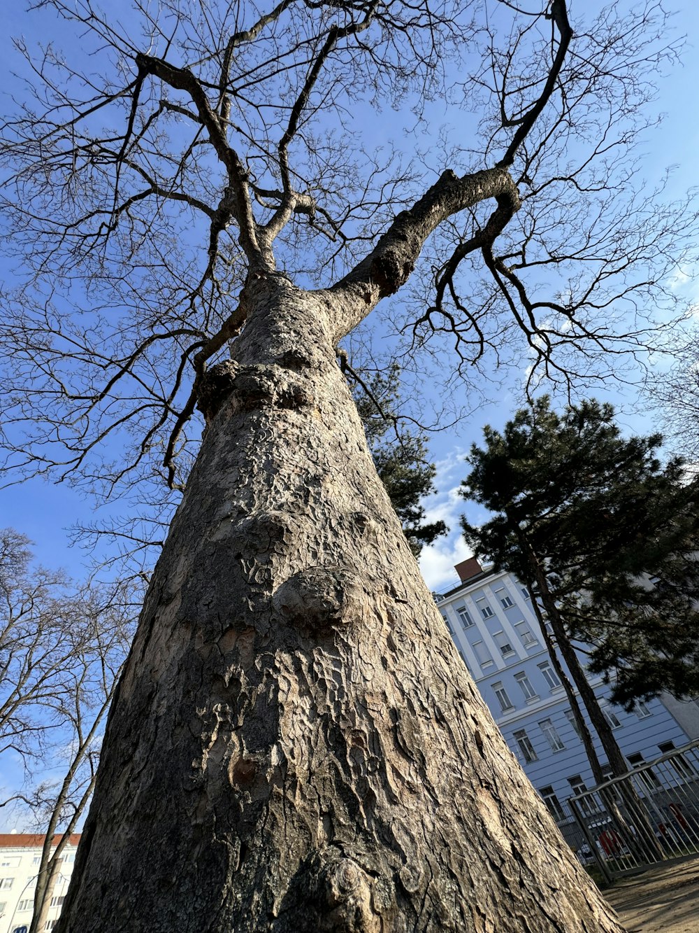 ein sehr hoher Baum ohne Blätter
