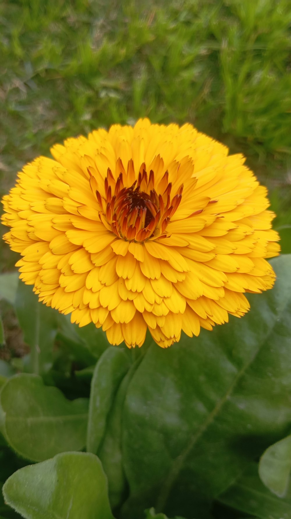 a close up of a yellow flower with green leaves