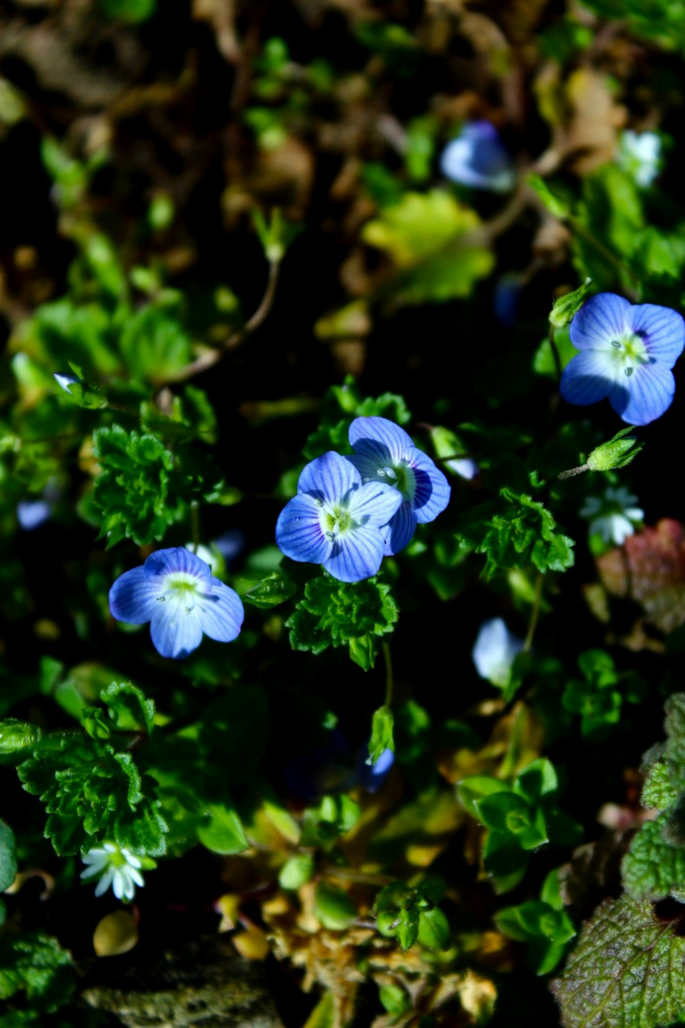 a group of blue flowers sitting on top of a lush green field