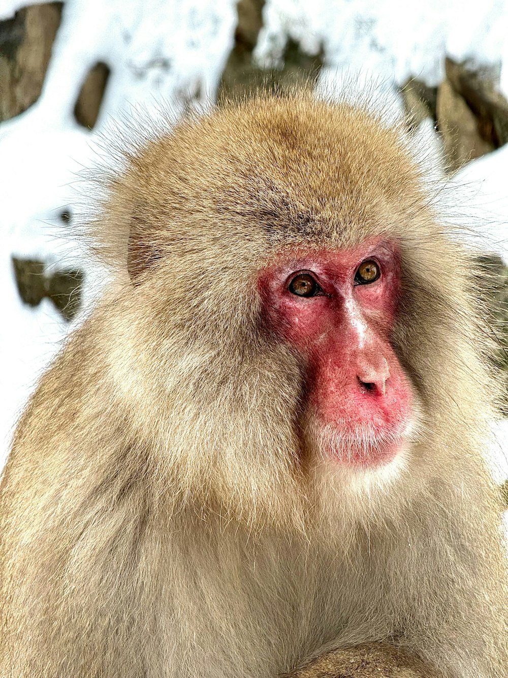 a close up of a monkey on a snowy surface