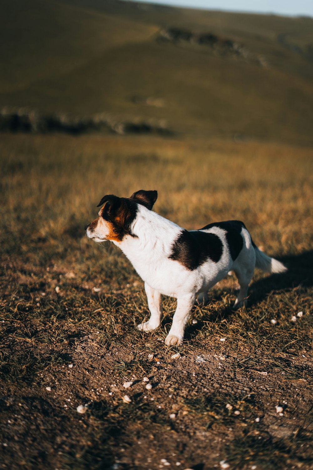 a brown and white dog standing on top of a grass covered field