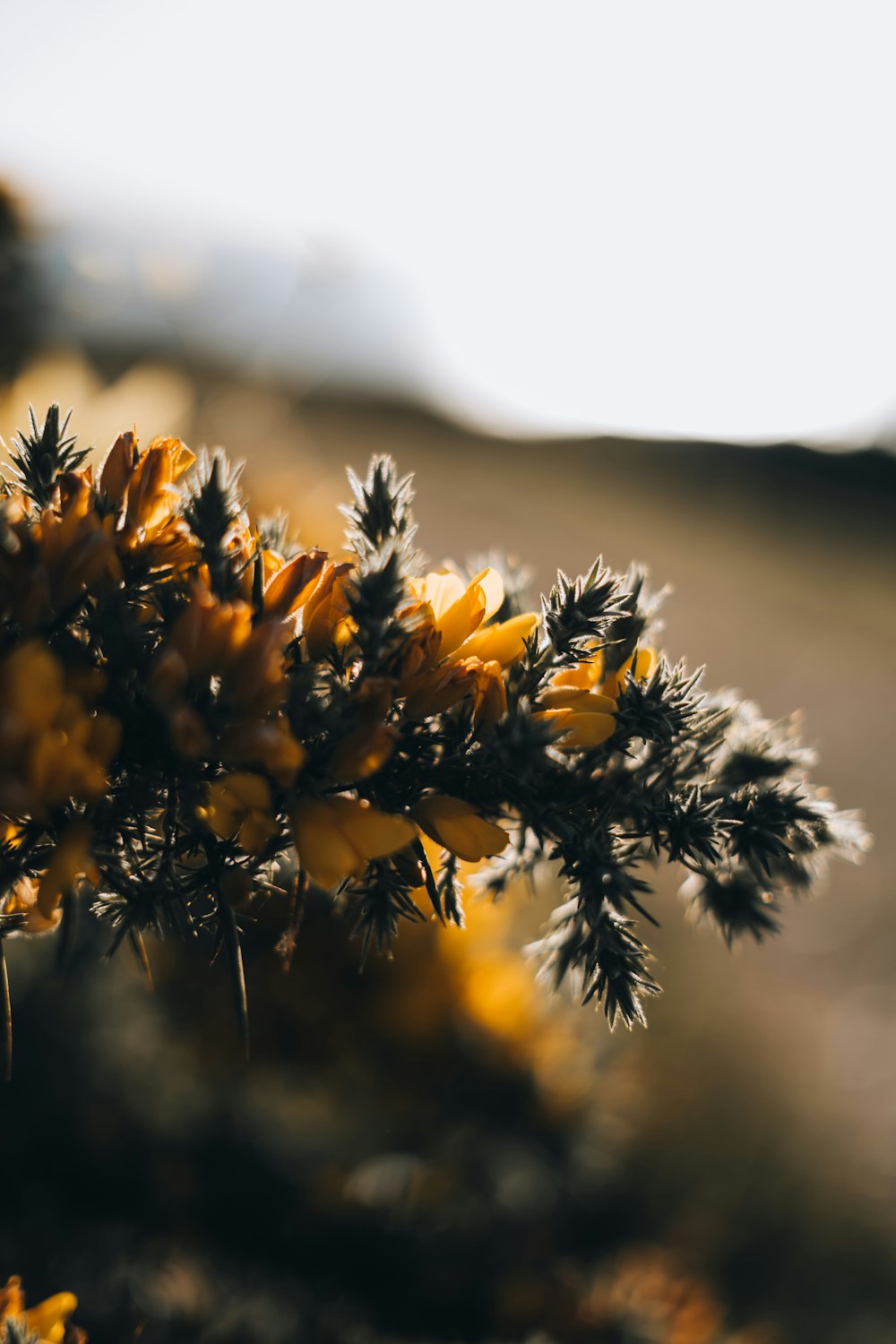 a close up of a plant with yellow flowers