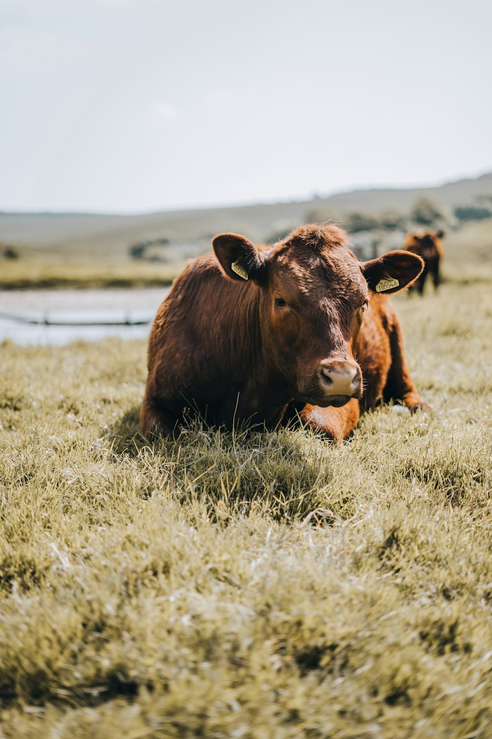 a brown cow laying down in a grassy field